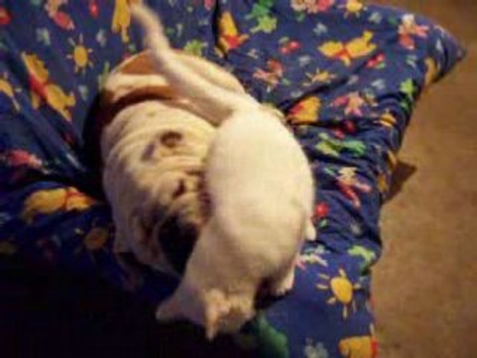 Bulldog et chat