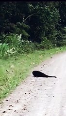 Poor monkey jumped from a tree