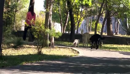 Tres de cada 10 perros que llegan a Protección Animal en Zapopan es porque los entregan sus dueños