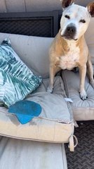 Dog Heartbroken After Her Favorite Ball Melted in Scorching Heat