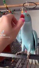 Indian ringneck parrot talking _parrot _funnypets _talkingparrot  _funny _cutepets(360P)