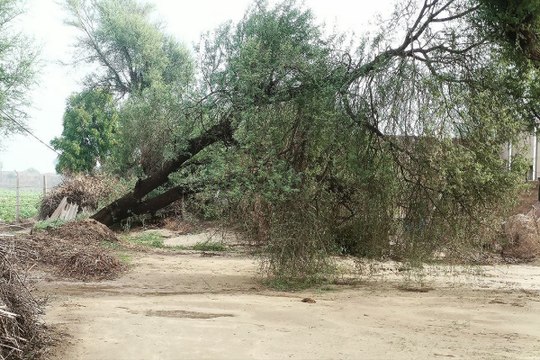 Monsoon Rain in Rajasthan : जयपुर में धूप-बादल का संगम, श्रीगंगानगर जिले में आंधी-बारिश