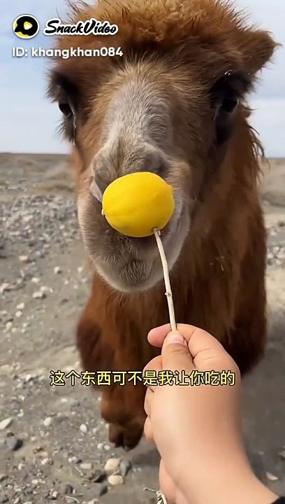 Funny video