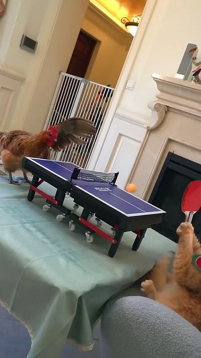 we were having a good time why did we start fighting : Clips, Memes.