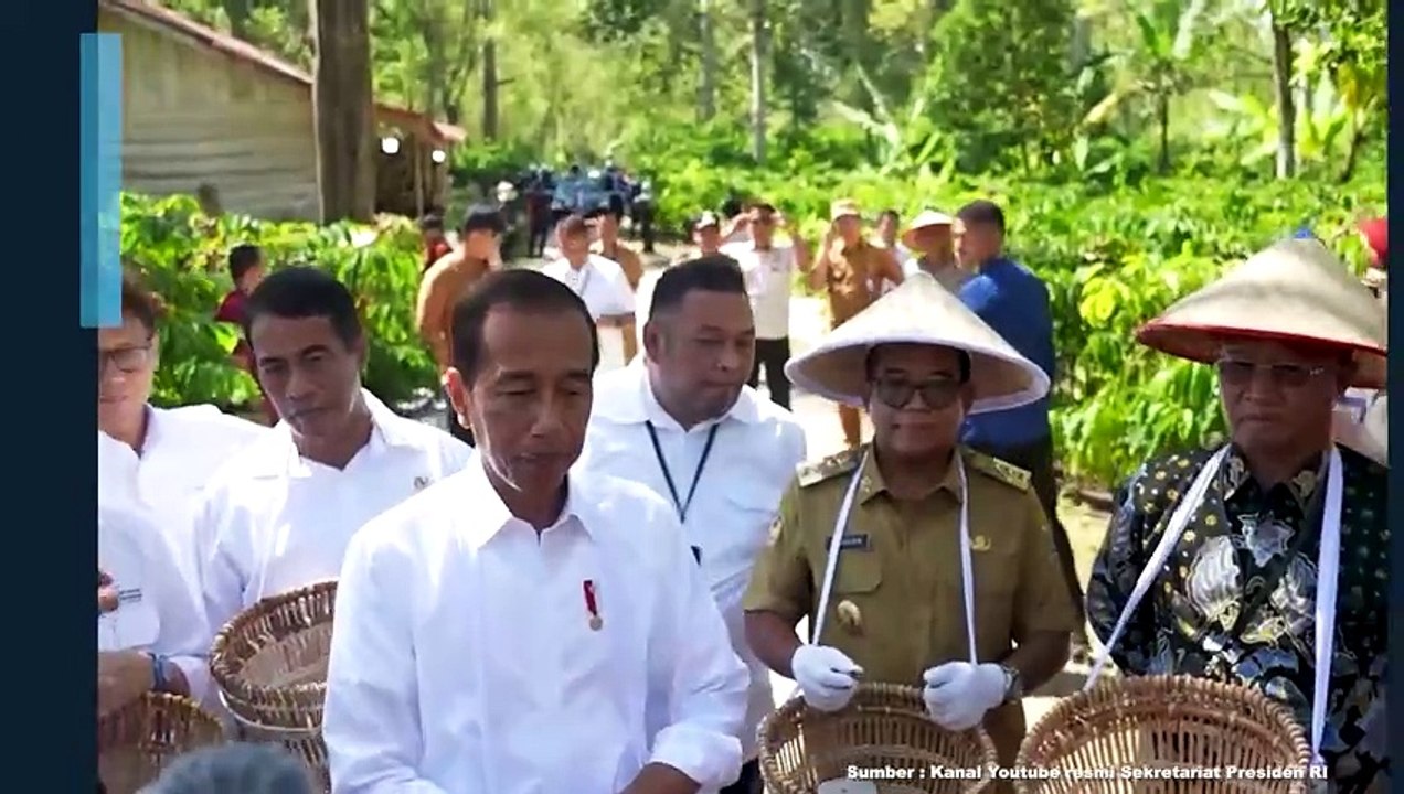 Kunker ke Lampung Jokowi Tengok Panen Kopi