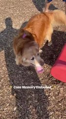 Golden Retriever Slides Down Slide