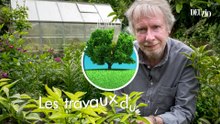 Travaux du jardin - 13 juillet 2024 - Des agrumes rustiques