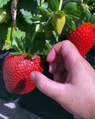 Ada yg suka strawbery