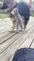 Dog Gets Scared by Cat