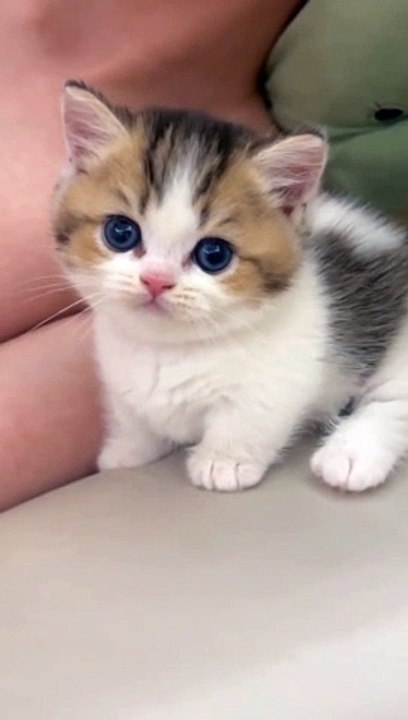 Cute little kitty 