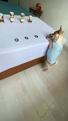 Chien tireur d'élite