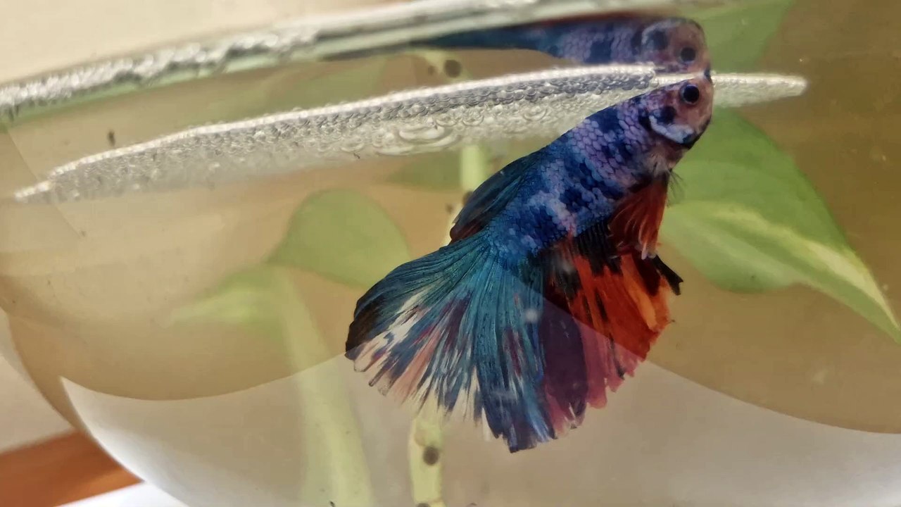 Fish - Full Moon Betta Fish