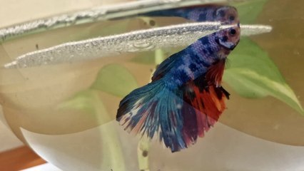 Fish - Full Moon Betta Fish