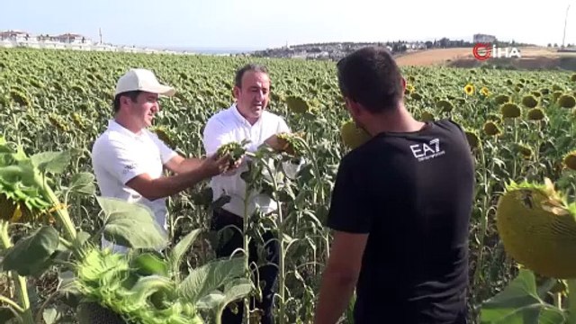 Kuraklığa meydan okuyor! Yerli tohum farkını ortaya koydu