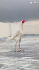 White Rooster|| Heera Aseel|| White Shamo||