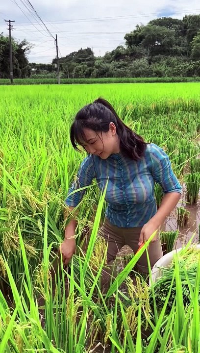 Skillful Woman Harvesting Rice Quickly: Agricultural Expertise