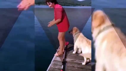 Funniest Animal Fails Ever Cute Dogs And Cats Compilation