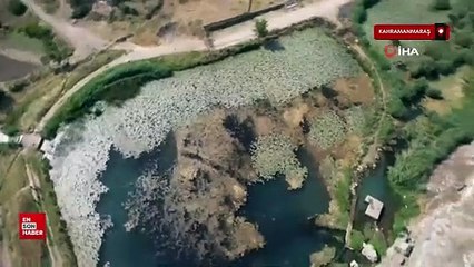 Göldeki nilüfer çiçeklerini koparmanın cezası 150 bin lira