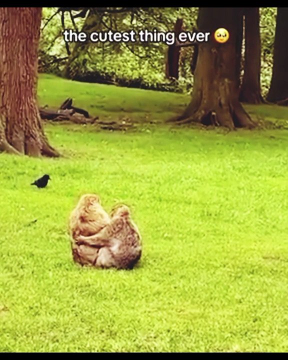 Funny animal vedio