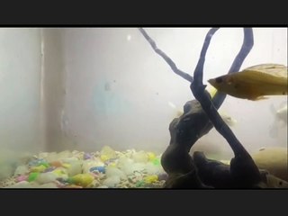 Fish Tank and Multiple Color Fish