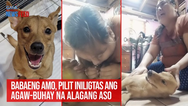 Asong nangisay, ni-revive ng amo! | GMA Integrated Newsfeed