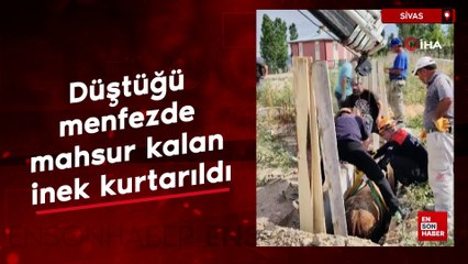 Sivas'ta düştüğü menfezde mahsur kalan inek kurtarıldı