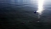 Una embarcación persiguió a una ballena en Mar del Plata