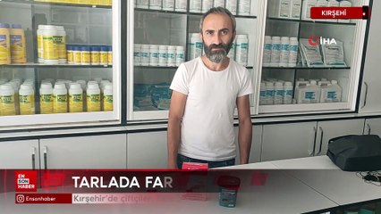 Kırşehir'de çiftçiler, fare istilası nedeniyle zor günler yaşıyor