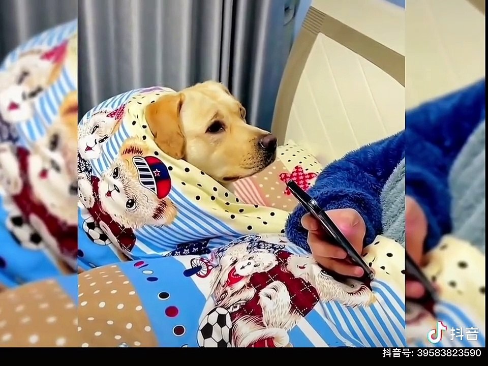 funny animals