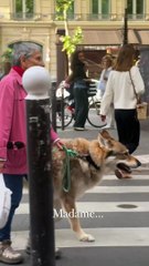 Mujer y su ‘lobo’ revolucionan las redes sociales