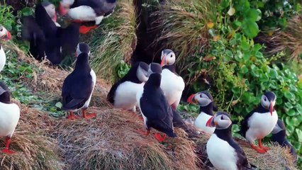 Islande : L'été des renards polaires