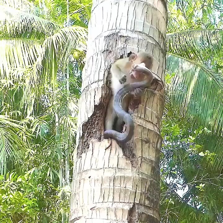 FOOLISH MONKEY GOT STUCK WITH THE SNAKE