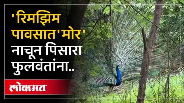 नाशिकमधील आल्हाददायक वातावरणामुळे मोरांचा पिसारा,मेरी परिसरातील दृश्य