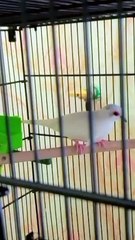 White dove bird