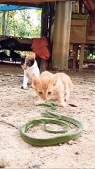 Let's see who's very fast - Cat  or Snake 