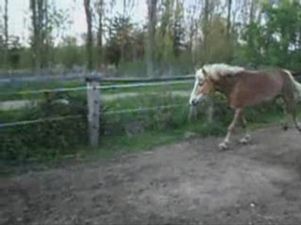 Patou 15 avril
