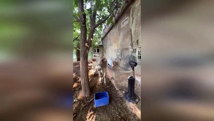 Hayvan hakları savunucularından ‘kanlı yasa’ tepkisi: Asla kabul etmiyoruz