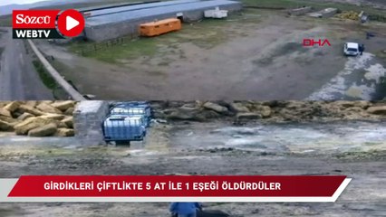 Geldikleri çiftlikte 5 at ile 1 eşeği öldürdüler