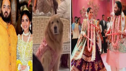 Anant Radhika Wedding: Ambani की शादी में Pet Dog Happy ने लूटी महफिल, शेरवानी पहने दिखा,Viral Video