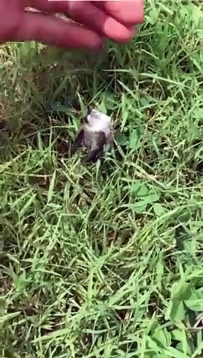 Amazing Baby Hummingbird Rescue!