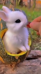Cute Rabbits are Eating #viral
