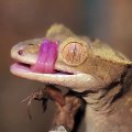 Gecko Eyelids: The Invisible Contact Lenses of Nature!