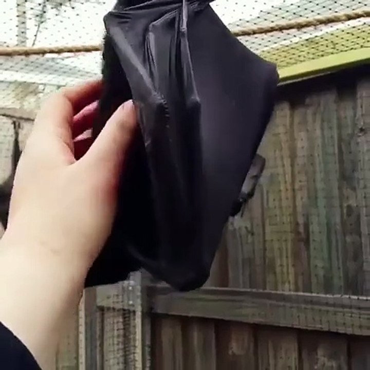 This flying Fox looks like a small puppy with wings  