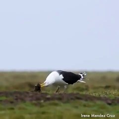 Stockholm Islands: Seagulls vs. Rodents, but at What Cost?