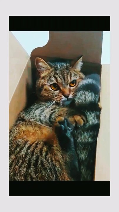Cat enjoying