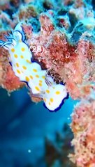 surah yaseen full recitation #surahyaseen #surahyasin #quranurdutranslation Surah Yasin l | Beautiful Quran Recitation| Quran  | Quran Tilawat