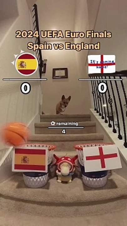 Perrito predice quién ganará la Eurocopa