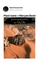 Quran Mei'n Maryam Booti Ka Zikr
