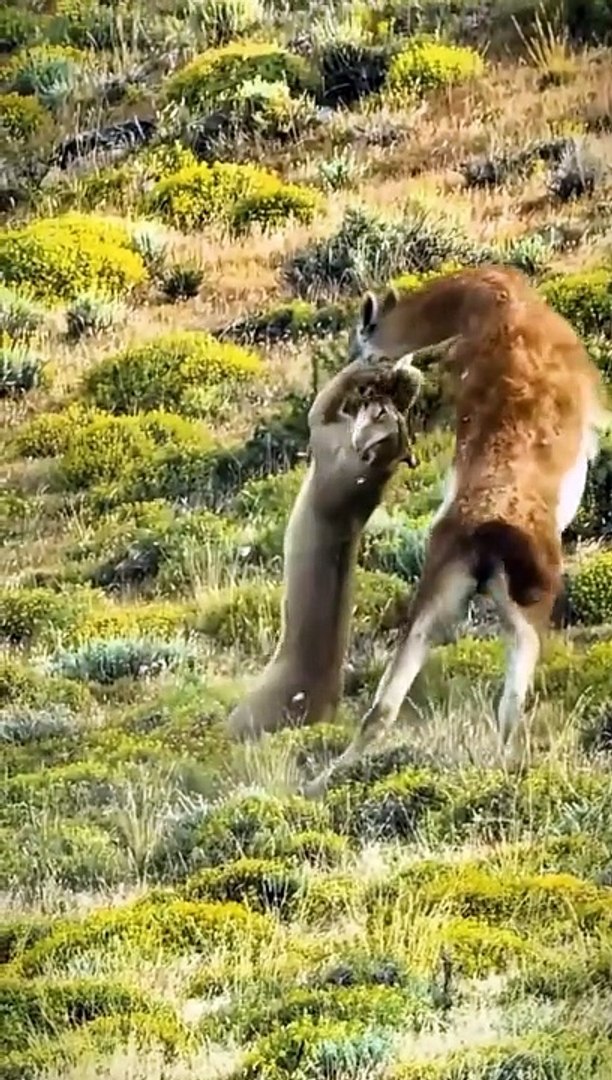 Animals