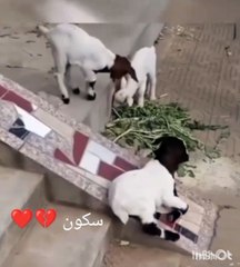 Goat Talent ❤️